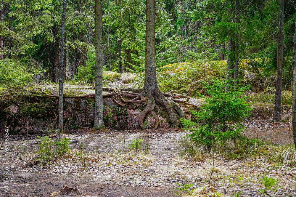 Fototapeta premium trunks in the forest