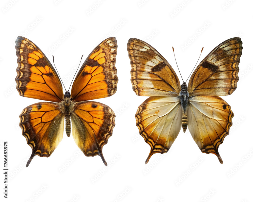 Naklejka premium Butterfly collection isolated on transparent background. Set of colorful butterflies.