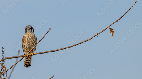 Bild auf Leinwand Closeup of an American kestrel perched on a bare tree branch.