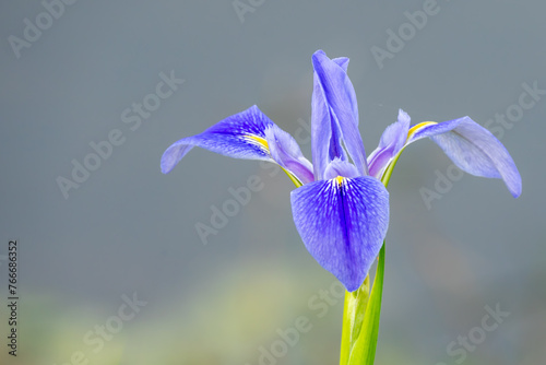 Iris photo