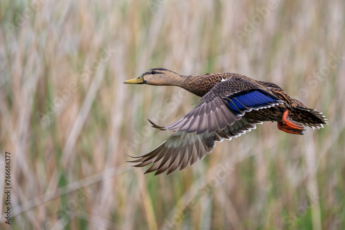 Mottled Duck flying photo