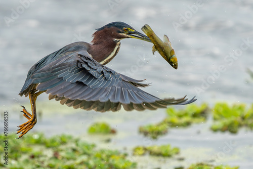 Green Heron with Fish photo