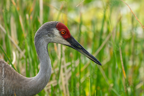 Sandhill crane  © Gordon