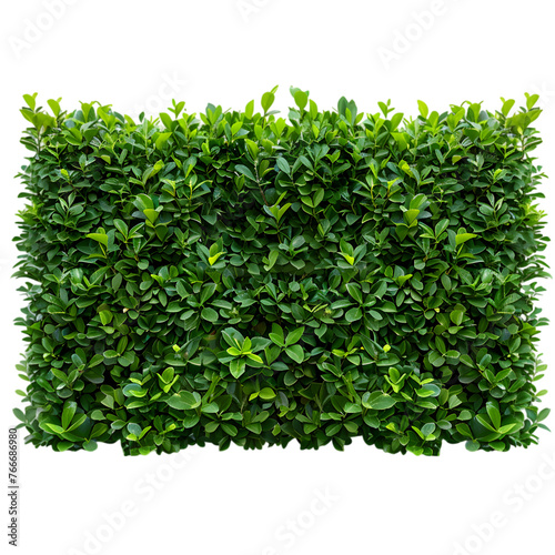 Lush green hedge trimmed neatly isolated on transparent background 