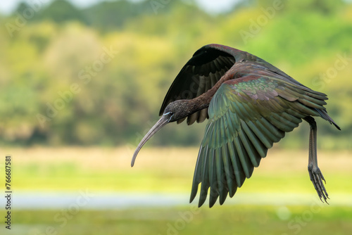 Glossy Ibis flying photo