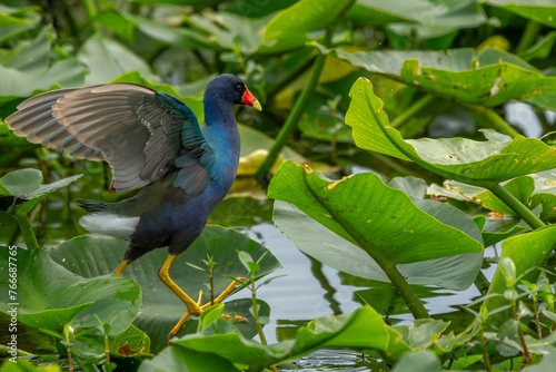 Purple Gallinule photo