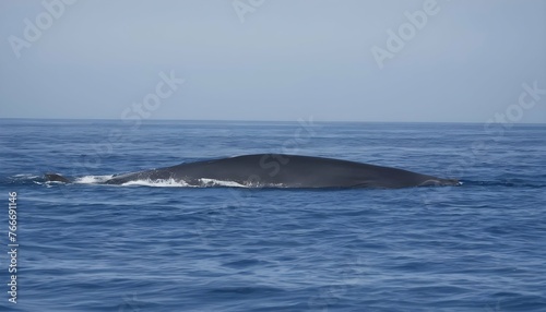 A Blue Whale With A School Of Dolphins Swimming Al