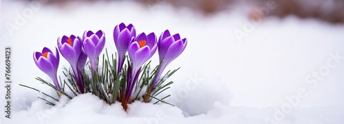 Early spring crocus. Winter day nature. First bud flower. March snow melt. Plant garden background. floral leaf close up macro. beauty light cold white frost ice. new green grass growth. april bloom.