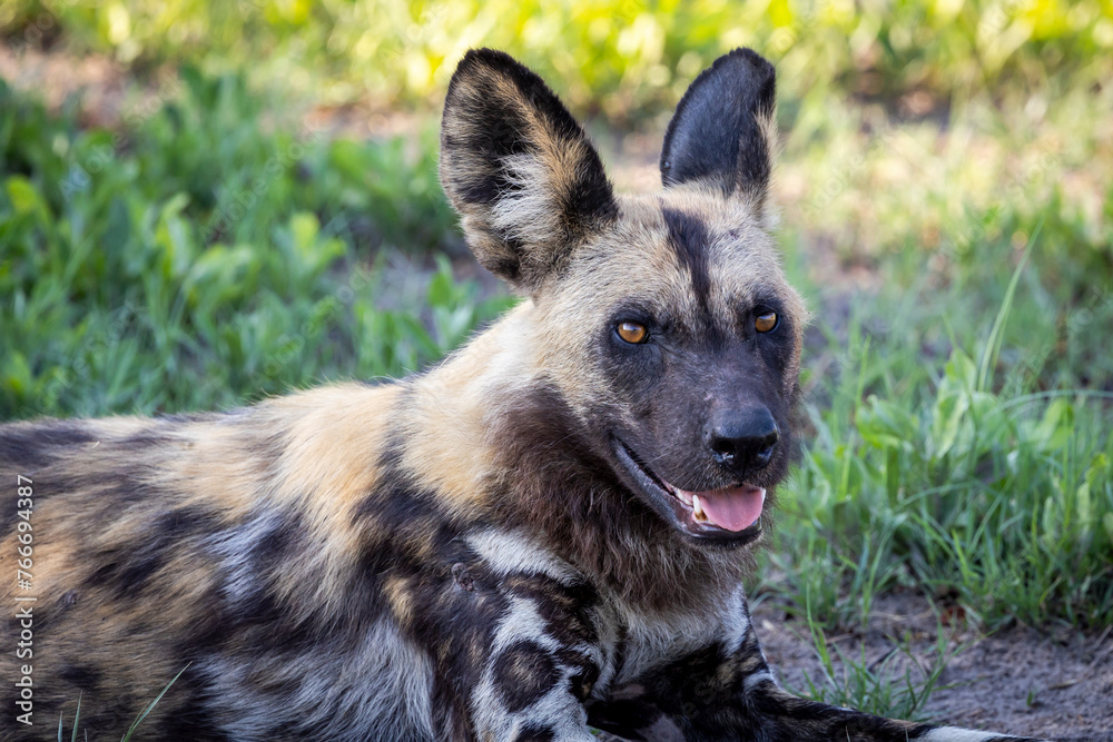 African Wild Dogs in Botswana, Africa African Wild Dogs in Botswana, Africa