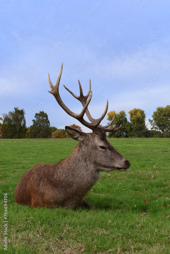 Naklejka premium Large male red deer with big antlers resting in a green field. Wollaton Hall public deer park in Nottingham, England.