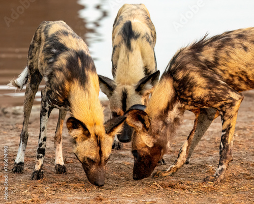 Canvas Print African Wild Dogs around a waterhole in Botswana, Africa