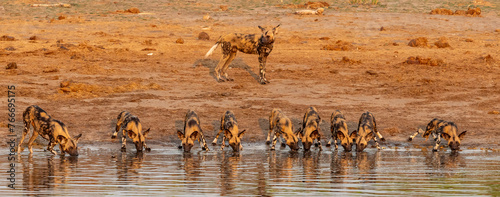 African Wild Dogs around a waterhole in Botswana, Africa