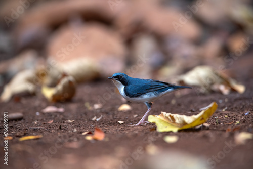 Male of the Siberian Blue Robin It has beautiful blue and white colors