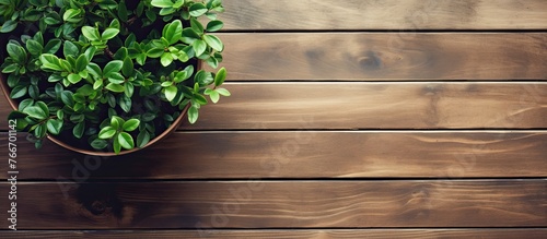 A close-up view of a green potted plant placed on a rustic wooden table, creating a simple and natural home decor element
