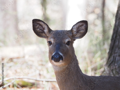 close-up of female whitetail deer