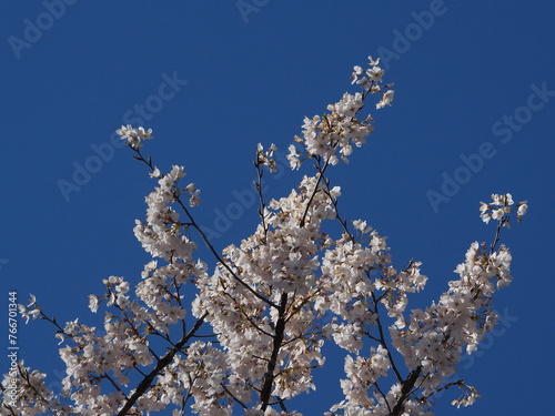 yoshino cherry blossoms against blue sky photo