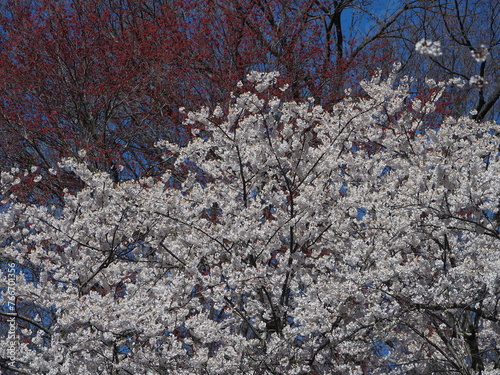 yoshino cherry blossoms against red blooming tree