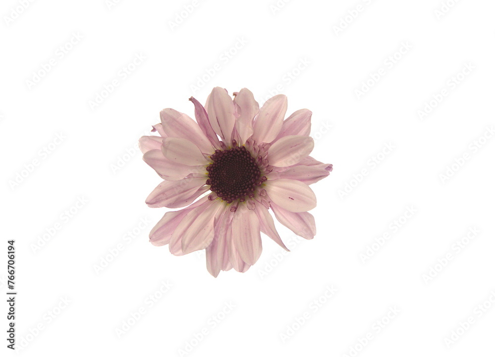 Isolated on white flower of pale pink lilac chrysanthemum