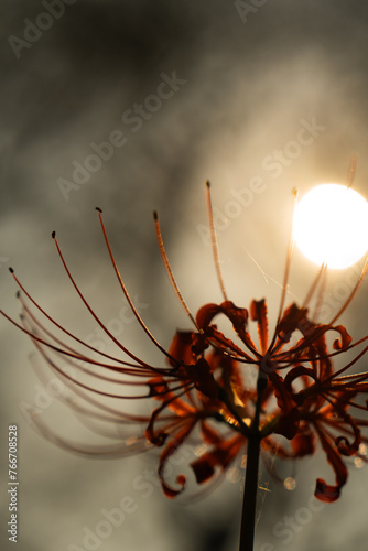 Red spider lily(曼珠沙華) photo