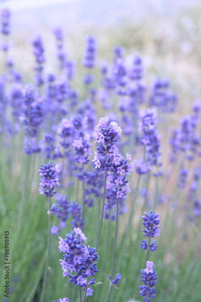 Obraz premium Blossom of Lavender, Lavandula angustifolia, Lavandula officinalis 