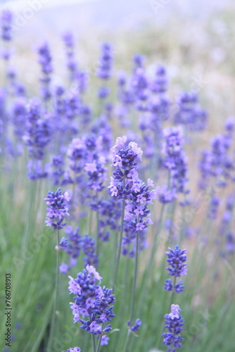 Blossom of Lavender  Lavandula angustifolia  Lavandula officinalis 