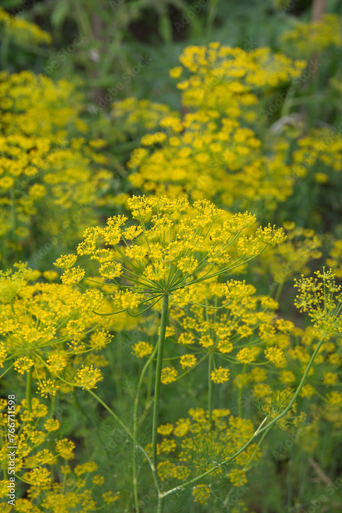 Flowering dill, garden of aromatic herbs, medicinal, spice plant Flowering dill, garden of aromatic herbs, medicinal, spice plant