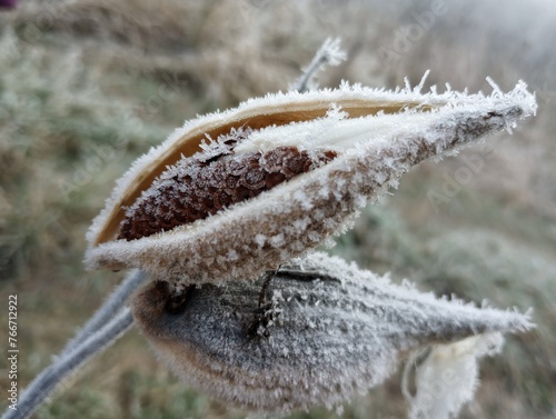 Milkweed seedpod covered in hoarfrost.