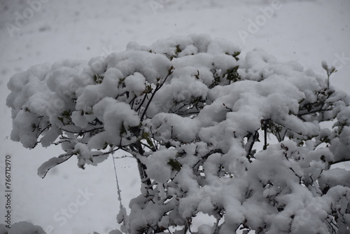 Wallpaper Mural snow covered tree Torontodigital.ca