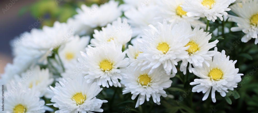 A close up of white flowers with yellow centers, belonging to the Daisy family. This terrestrial plant is commonly used in flower arranging and makes a beautiful houseplant A close up of white flowers with yellow centers, belonging to the Daisy family. This terrestrial plant is commonly used in flower arranging and makes a beautiful houseplant