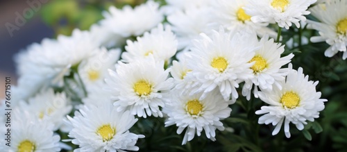 A close up of white flowers with yellow centers, belonging to the Daisy family. This terrestrial plant is commonly used in flower arranging and makes a beautiful houseplant © AkuAku