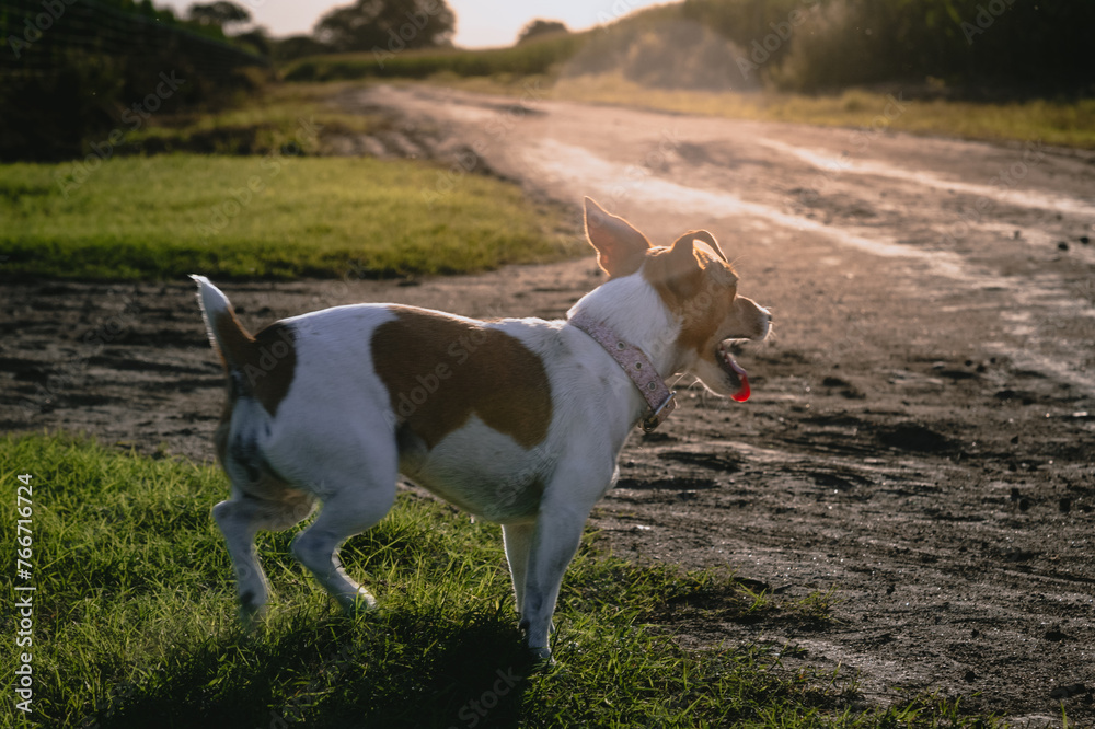 sunset of jack russell terrier dog on dirt road through corn fields sunset of jack russell terrier dog on dirt road through corn fields