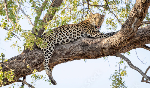 Leopard sitting in a tree in Botswana  Africa