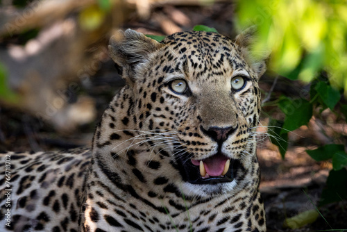 Leopard in Botswana  Africa