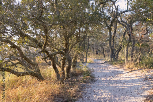 A scenic view of a sandy trail through Live Oak trees on the shore of the Cape Fear River at Carolina Beach State Park, in North Carolina. 