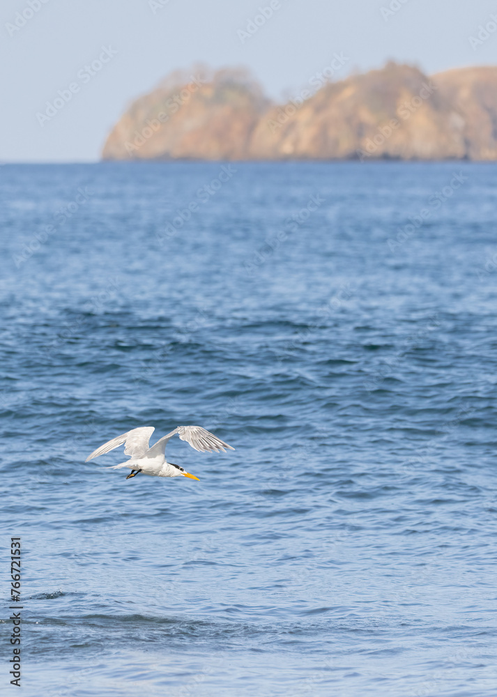Royal Tern flying over the Pacific Ocean with an island in the distance in Costa Rica Royal Tern flying over the Pacific Ocean with an island in the distance in Costa Rica
