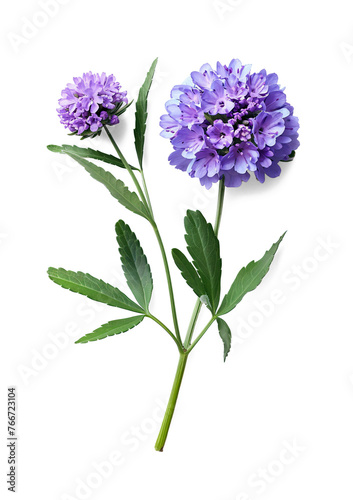 Scabiosa Flower isolated PNG