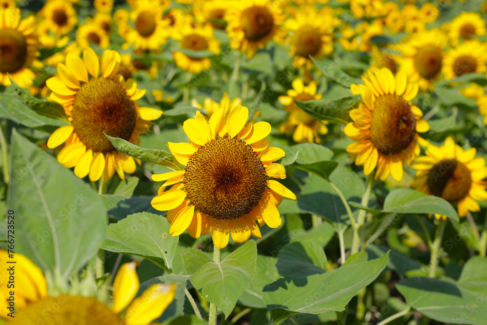 Blooming sunflower fields. Beautiful yellow flower