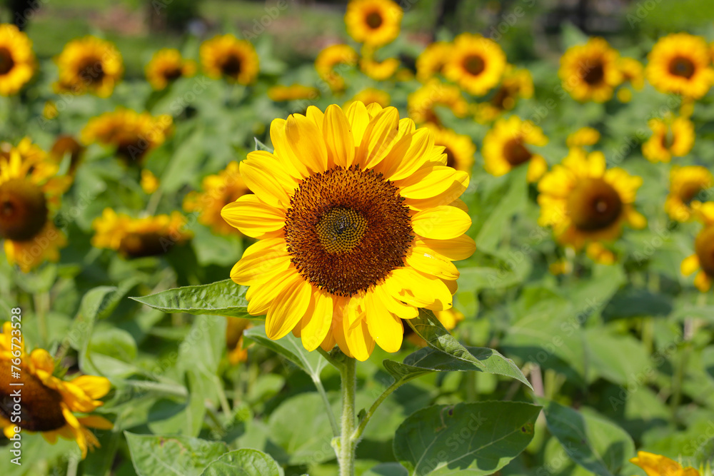 Blooming sunflower fields. Beautiful yellow flower