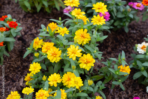 Zinnia flower in the garden