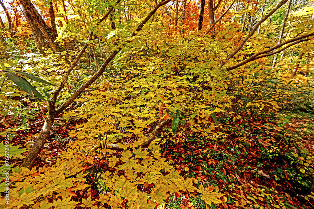 Detail of the autumn season leaf in Japan