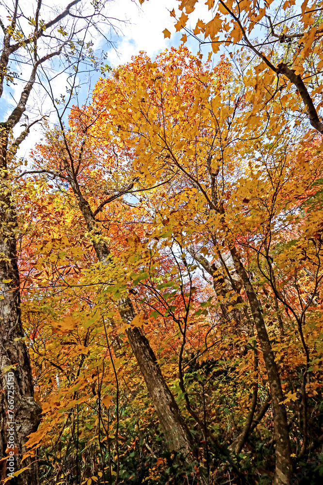 Detail of the autumn season leaf in Japan