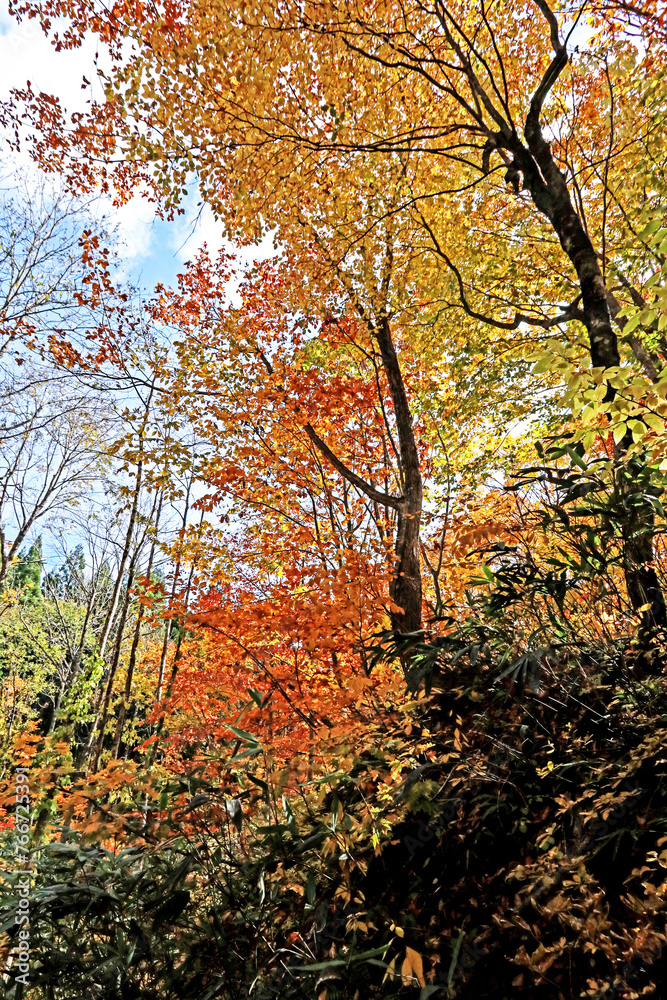 Detail of the autumn season leaf in Japan