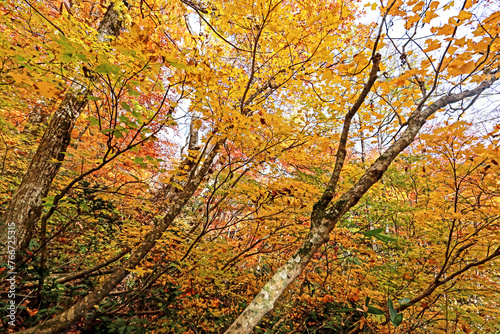 Detail of the autumn season leaf in Japan © Sarin