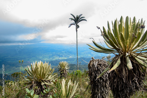 beautiful plant from the paramo ecosystem, a cold place where water is produced photo