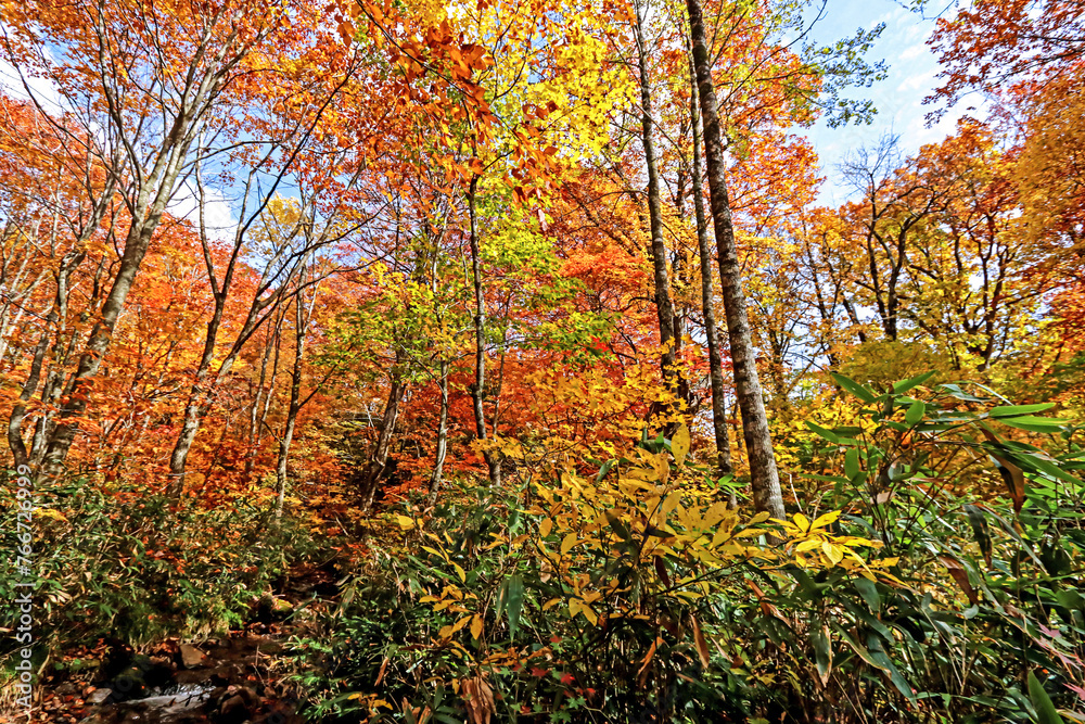 Detail of the autumn season leaf in Japan