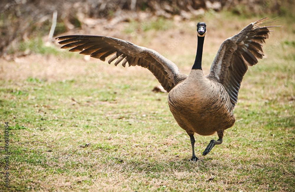 Mad Goose Mad Goose