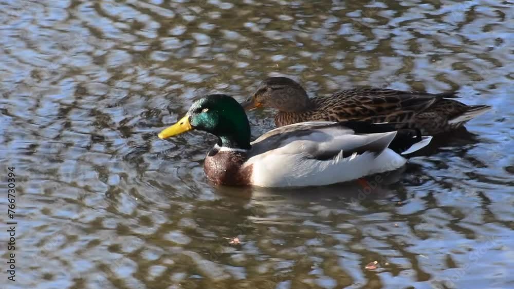 Mallard (Anas platyrhynchos) male and female, pair, swimming in a pond in Ystad, Scania, Sweden, Scandinavia, Europe Mallard (Anas platyrhynchos) male and female, pair, swimming in a pond in Ystad, Scania, Sweden, Scandinavia, Europe