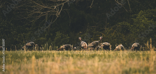Fotografie Turkeys in the wild