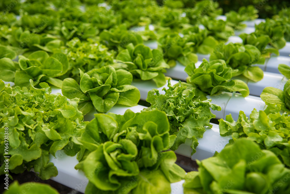 Salad farm vegetable green oak lettuce. Close up fresh organic hydroponic vegetable plantation produce green salad hydroponic cultivate farm. Green oak lettuce salad in green Organic plantation Farm Salad farm vegetable green oak lettuce. Close up fresh organic hydroponic vegetable plantation produce green salad hydroponic cultivate farm. Green oak lettuce salad in green Organic plantation Farm