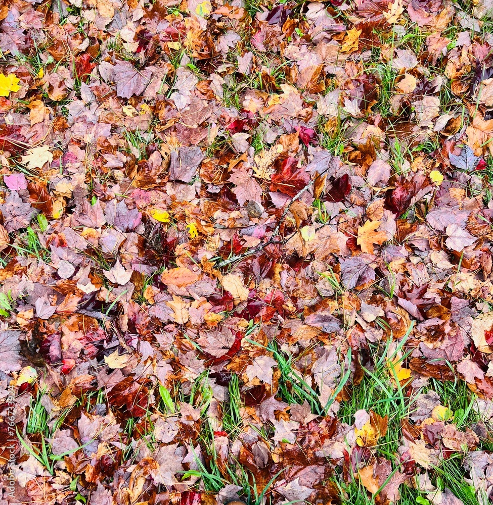 Autumn Autumn